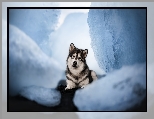 Spojrzenie, Alaskan malamute, Pies